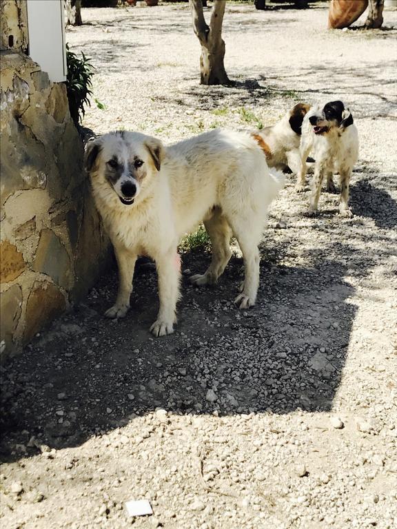 Agriturismo Tenuta San Giovanni Casale Leto SantʼAngelo Muxaro Dış mekan fotoğraf